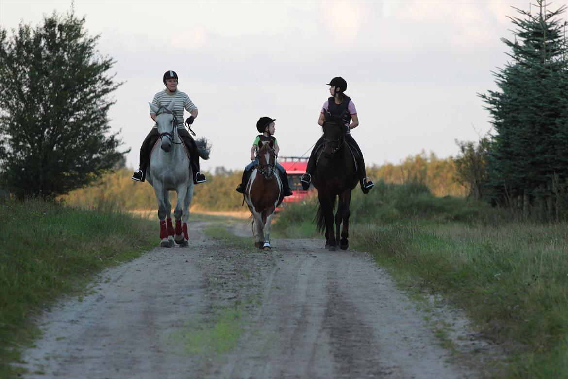 Dansk Varmblod Winzal Star billede 5