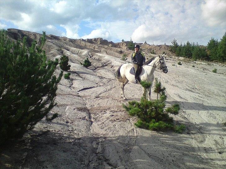 Dansk Varmblod Winzal Star billede 6