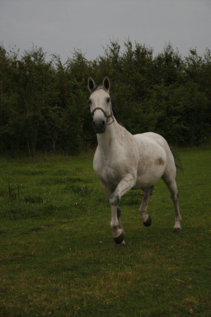 Dansk Varmblod Winzal Star billede 7