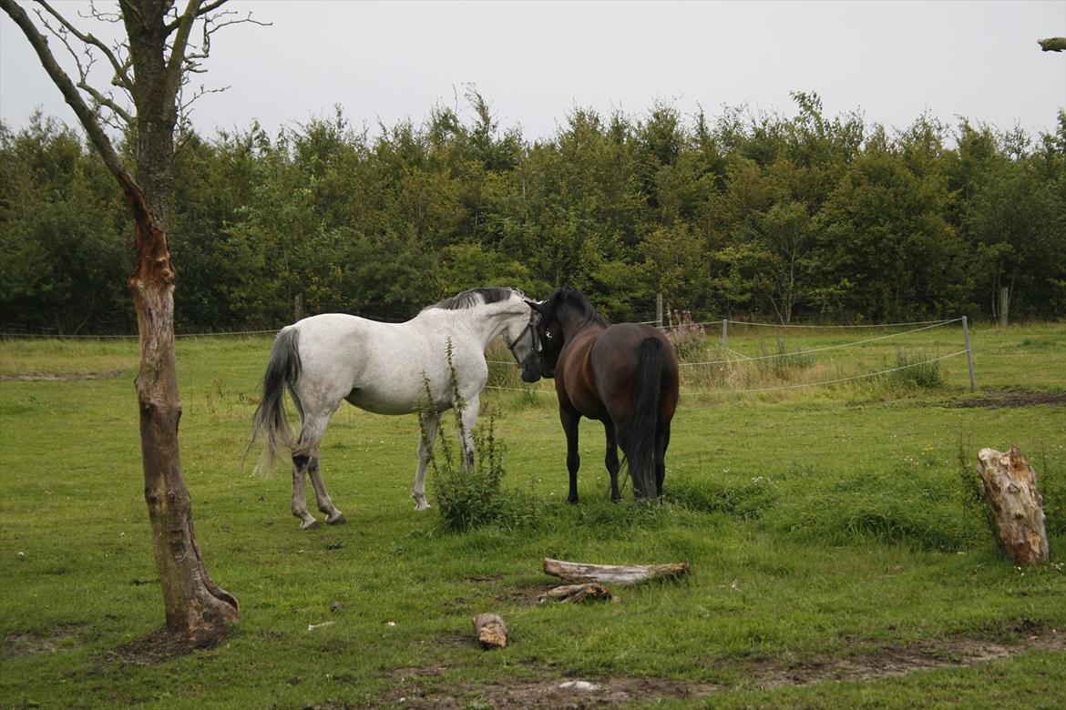 Dansk Varmblod Winzal Star billede 8