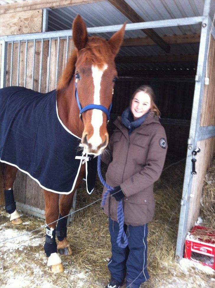 Dansk Varmblod Virgin´s Salsa - Klar til tilridning :-) billede 9