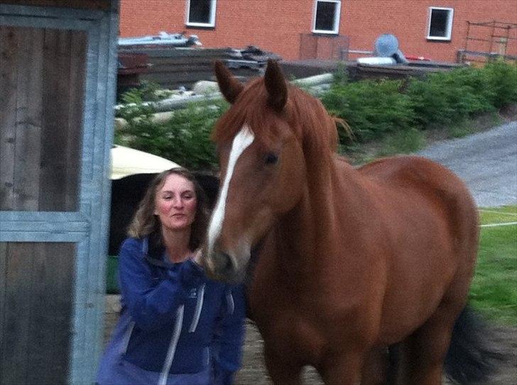 Dansk Varmblod Virgin´s Salsa - Dejlige mor og Salsa billede 10