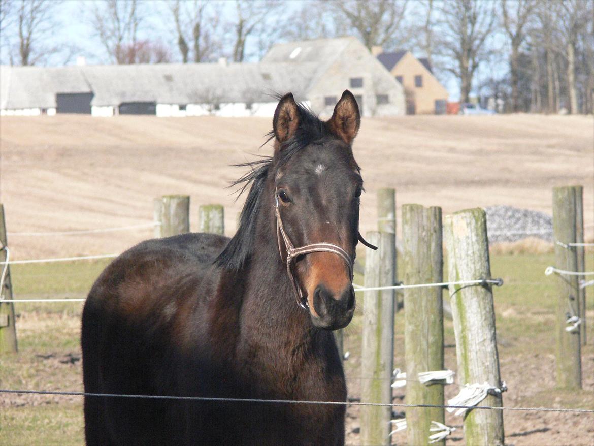 DSP Lille Asserholt Swiftnick billede 6