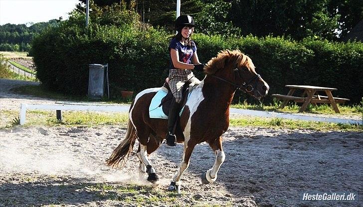 Anden særlig race Flamme *.. Bølle pony!<3 (Solgt) ;'(<3 - En meget hidsig Flamme!:D<3
Foto: Maria billede 18