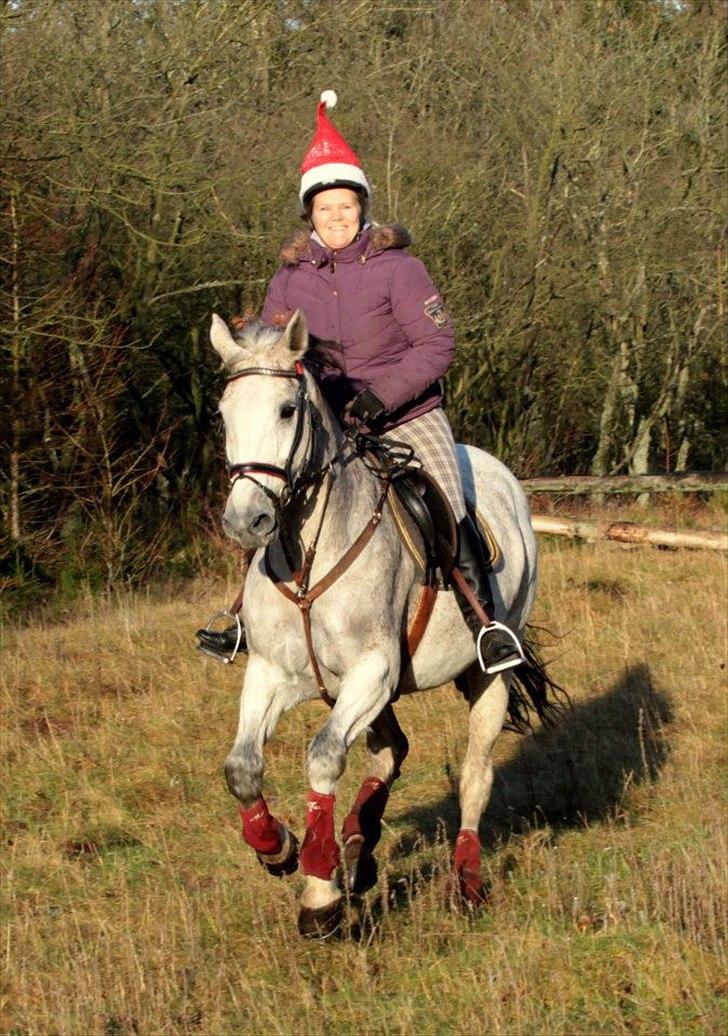 Dansk Varmblod Winzal Star billede 9