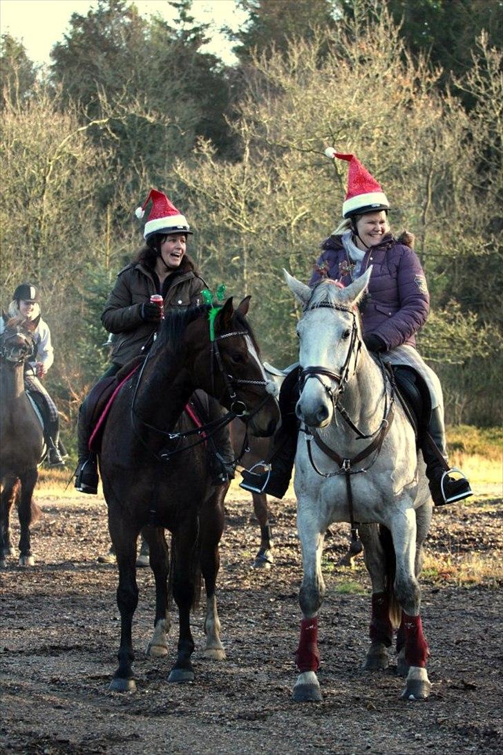 Dansk Varmblod Winzal Star billede 10