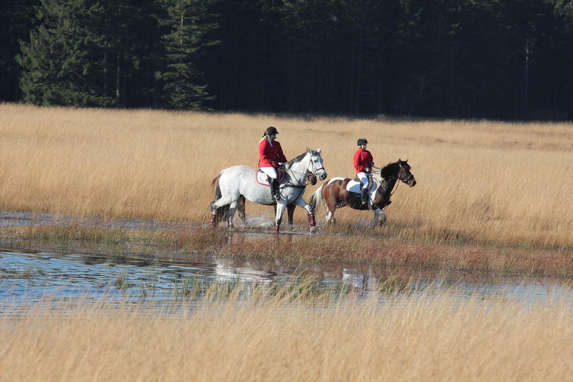 Dansk Varmblod Winzal Star - MJJR hubertusjagt 2011 billede 11
