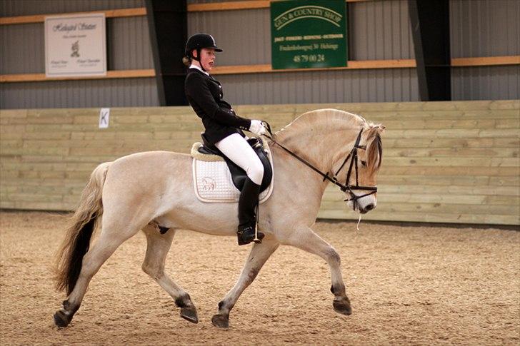 Fjordhest Kastanjegårdens Nick - Foto: Pia Lind billede 5