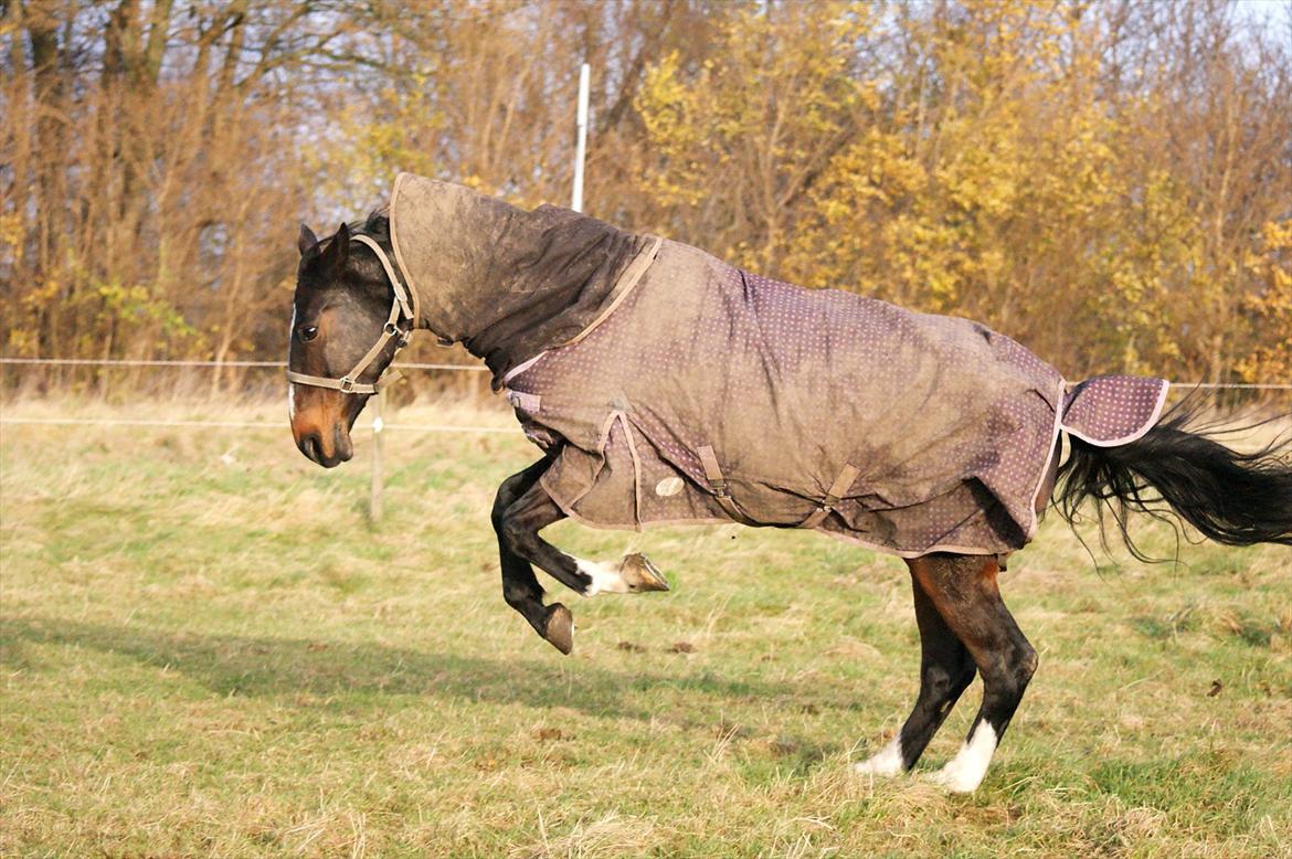 Hannoveraner l »Ramina« - Nyder foråret er på vej :D billede 11