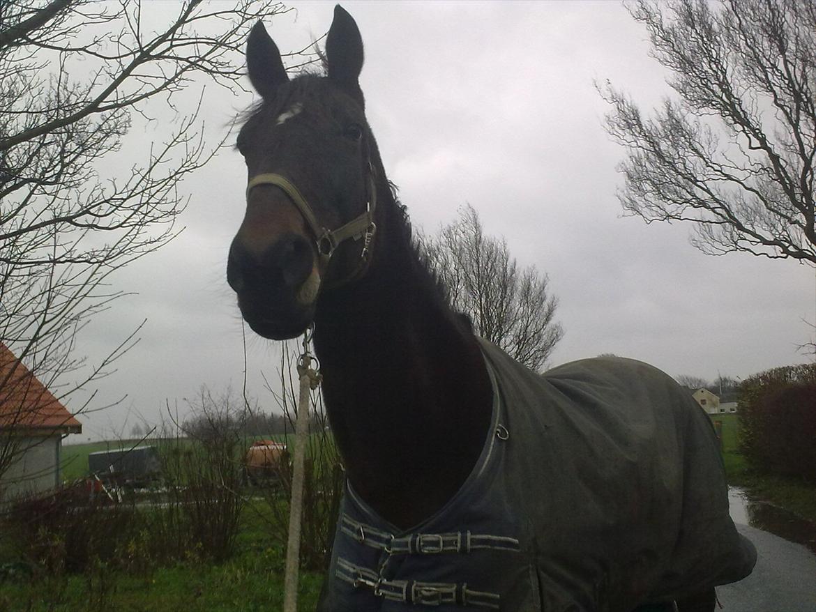 Standardbred en bukse Frøkjær billede 1