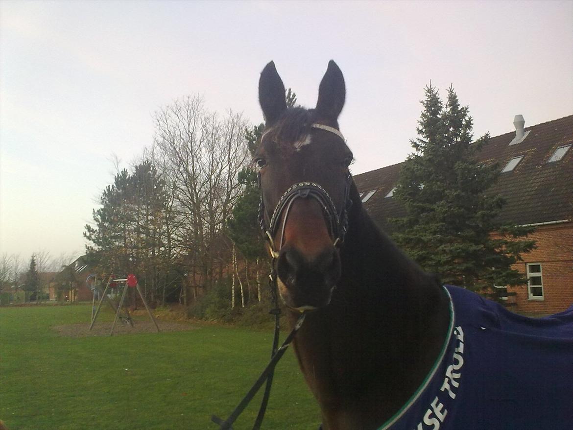 Standardbred en bukse Frøkjær billede 2