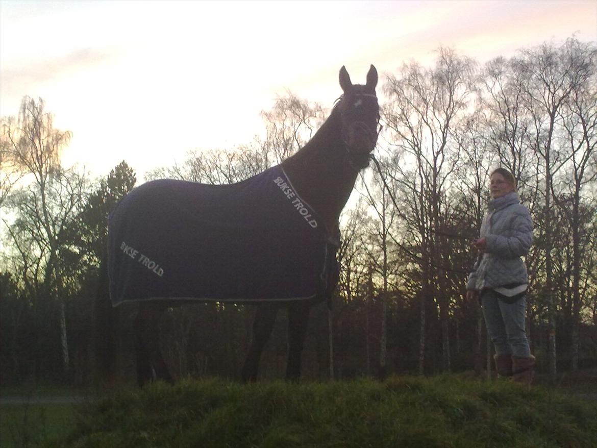 Standardbred en bukse Frøkjær billede 3