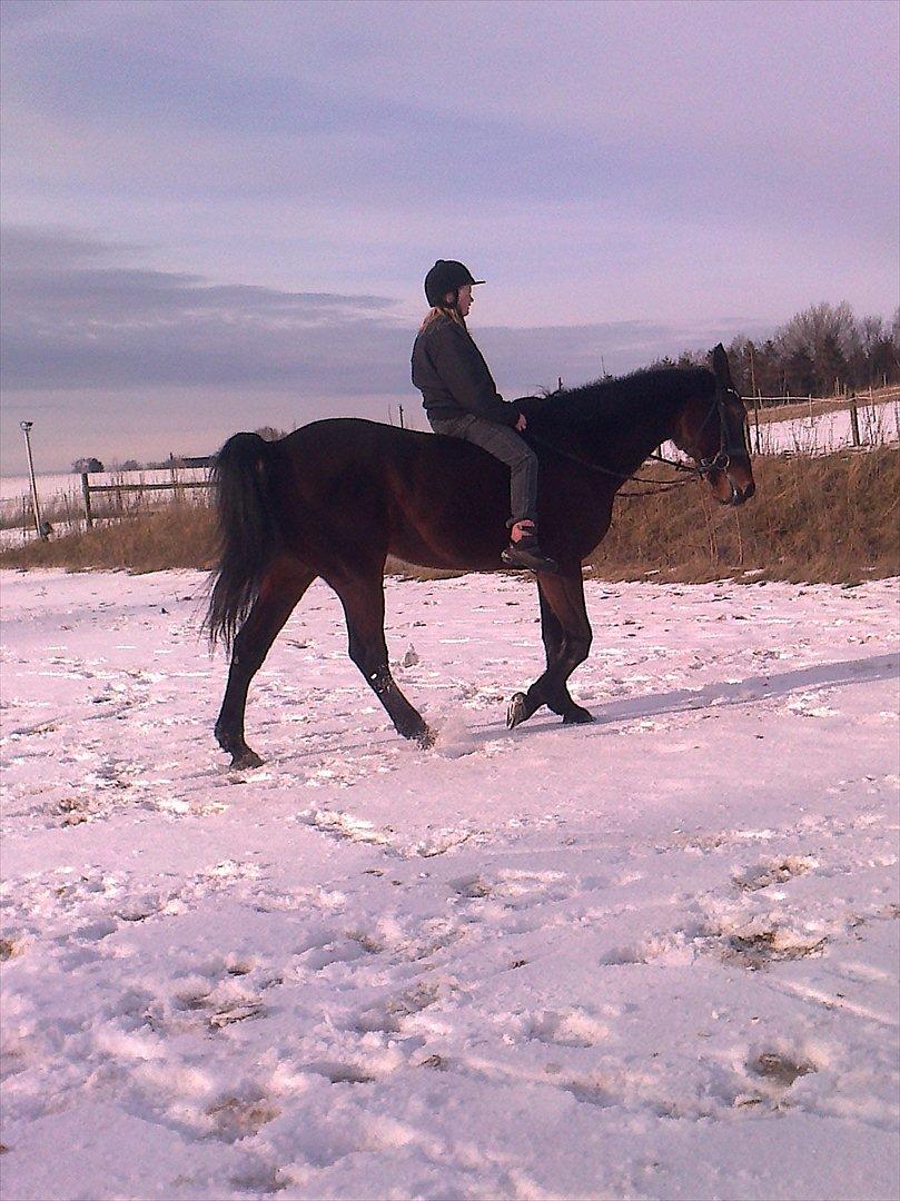 Standardbred en bukse Frøkjær billede 4