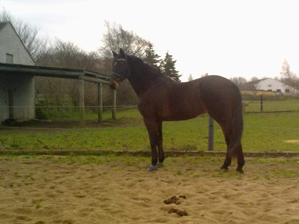 Standardbred en bukse Frøkjær billede 5