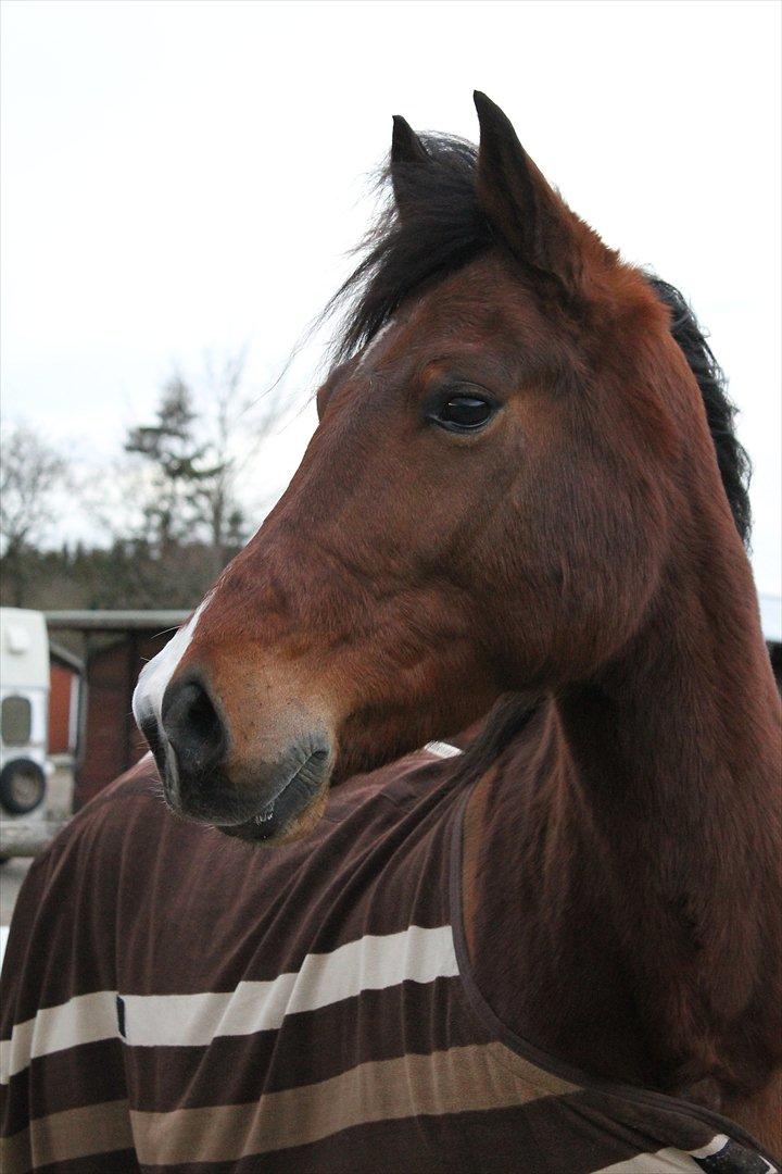 Anden særlig race Brilliant Sky (Billy) billede 10
