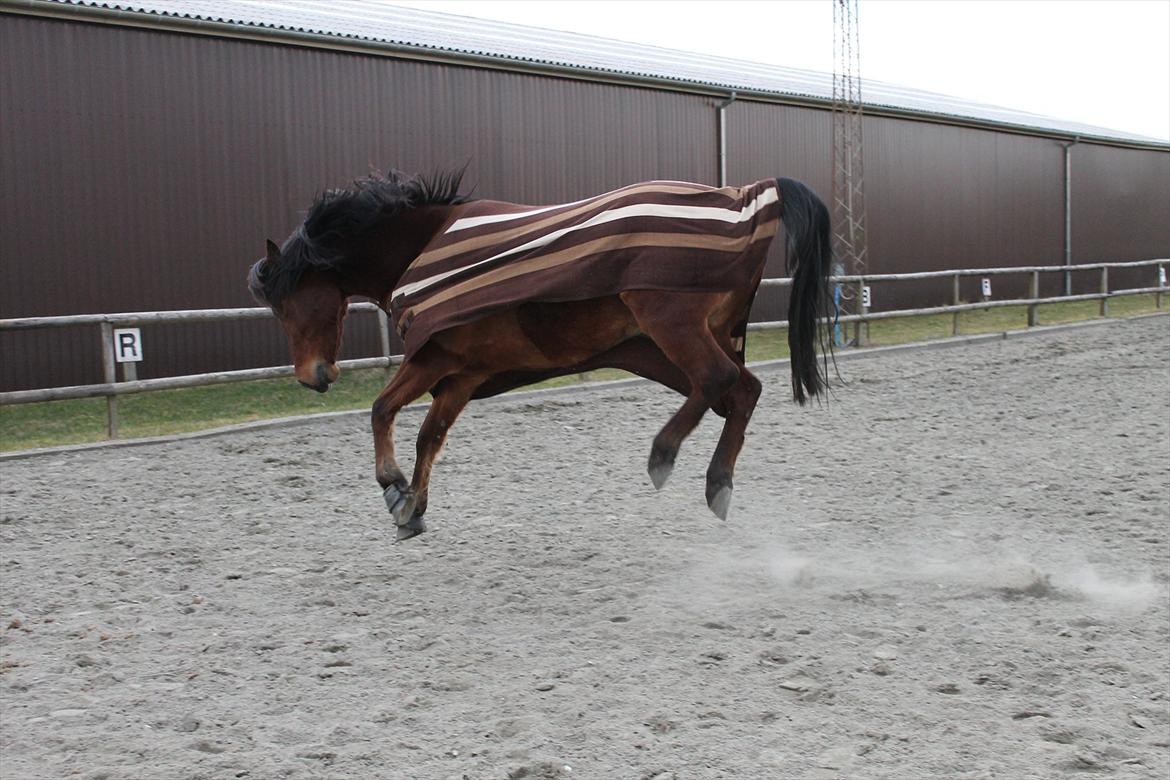 Anden særlig race Brilliant Sky (Billy) - Vildbasse <3 billede 11
