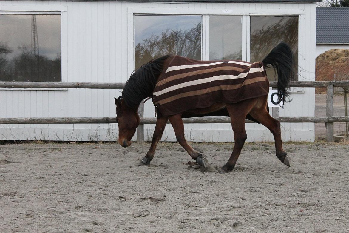 Anden særlig race Brilliant Sky (Billy) billede 12
