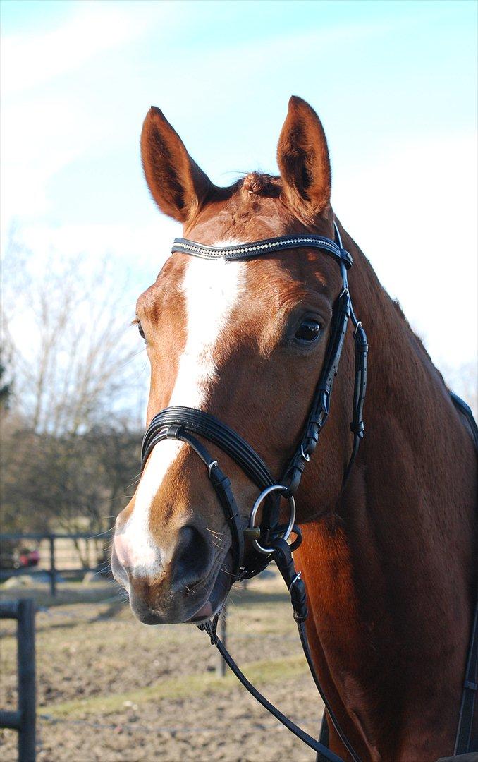 Dansk Varmblod Windy billede 1