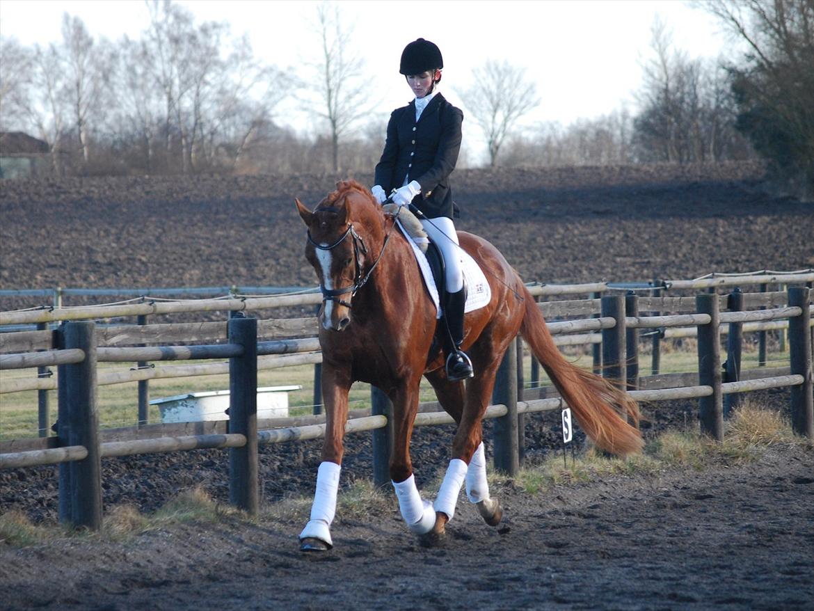 Dansk Varmblod Windy billede 2