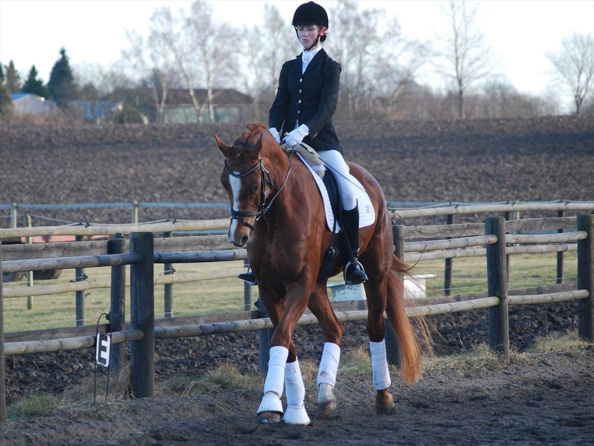 Dansk Varmblod Windy billede 4