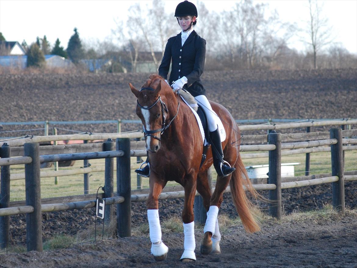 Dansk Varmblod Windy billede 5