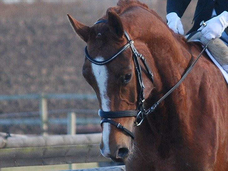 Dansk Varmblod Windy billede 6