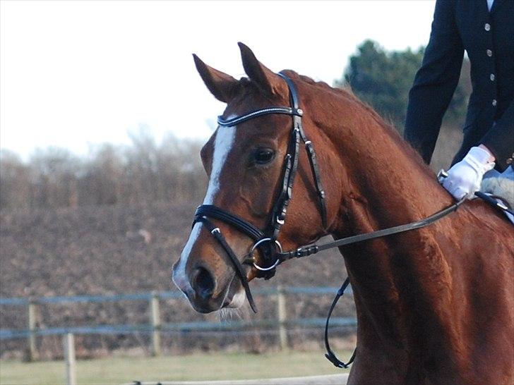 Dansk Varmblod Windy billede 7