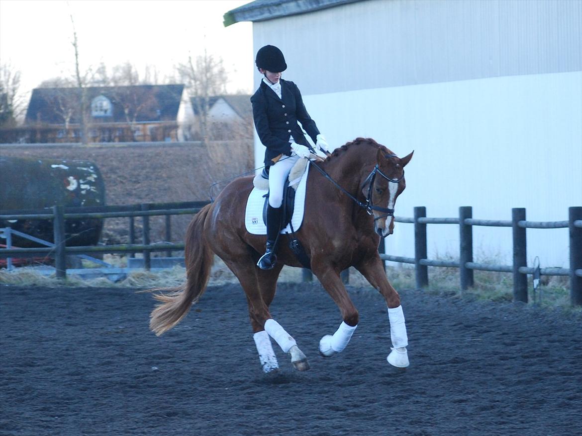 Dansk Varmblod Windy billede 8