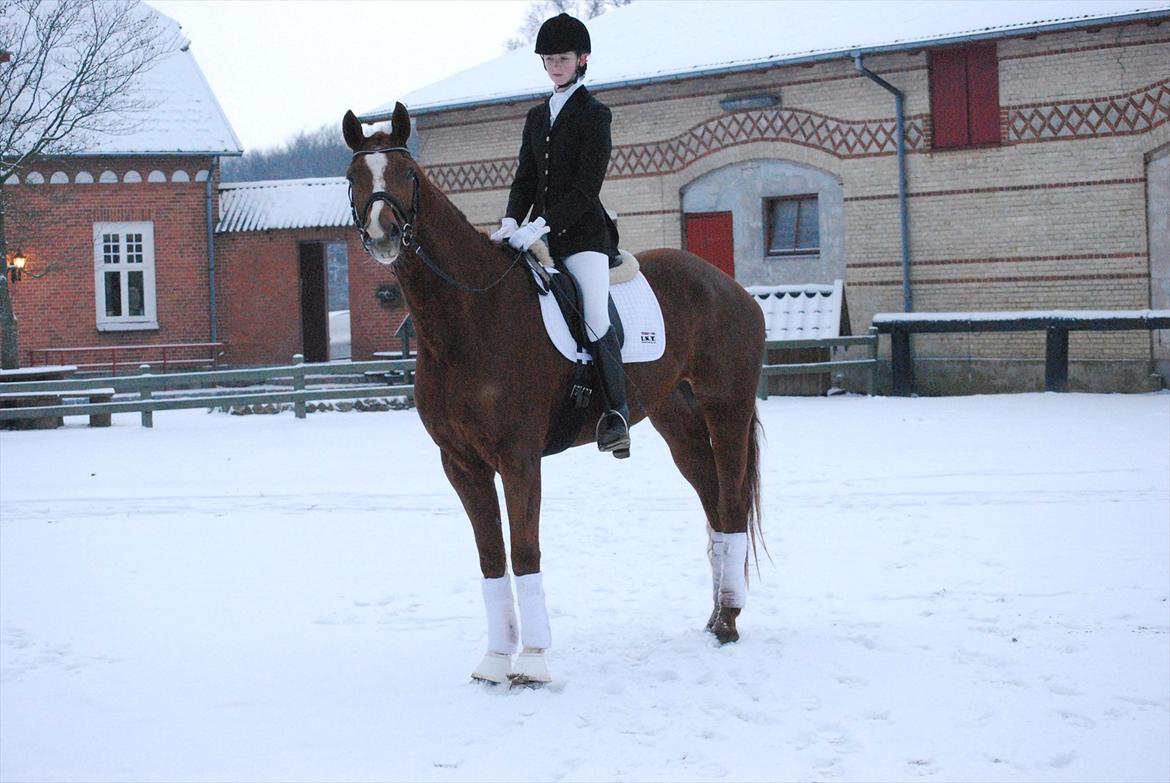 Dansk Varmblod Windy billede 9