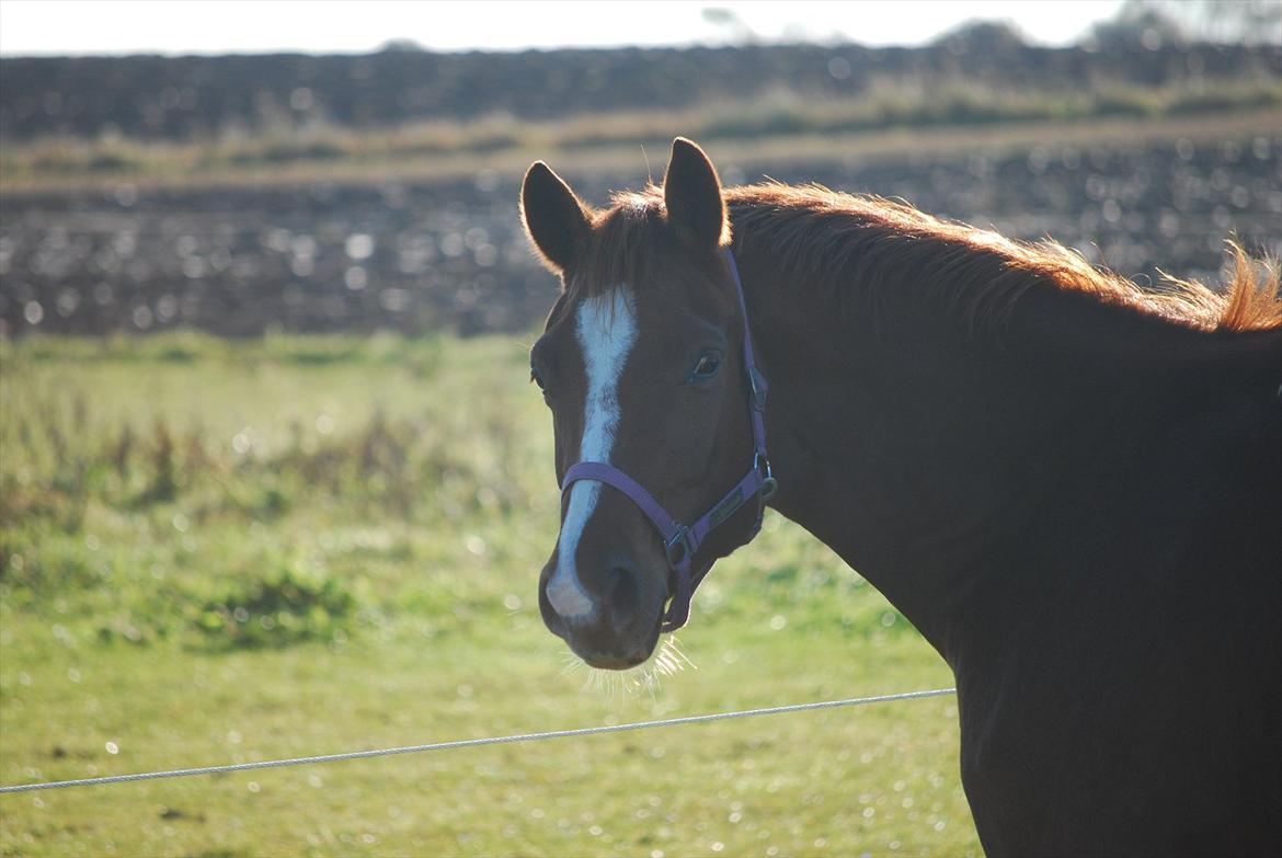 Dansk Varmblod Windy billede 10
