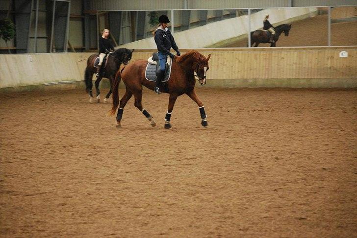 Dansk Varmblod Windy billede 11