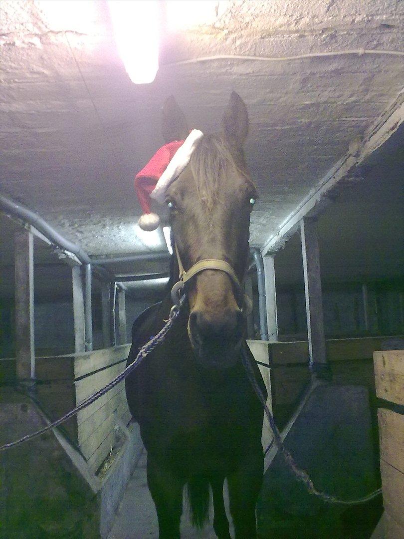 Standardbred en bukse Frøkjær billede 6