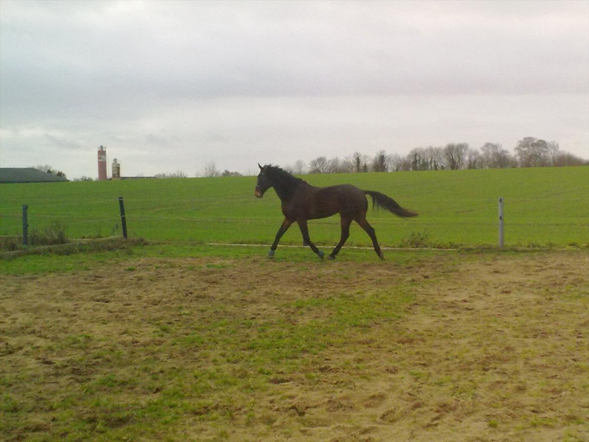 Standardbred en bukse Frøkjær billede 7