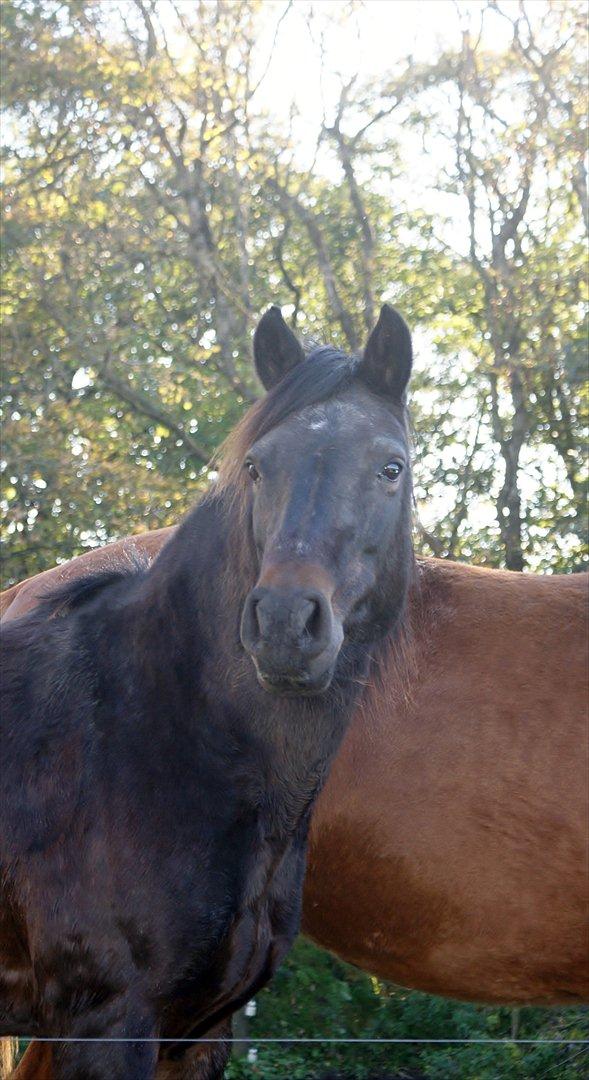 New Forest Strandlyst Jaqueline - Smukke, efterhånden lidt gråhårdet, Jackie ;)<3 billede 16