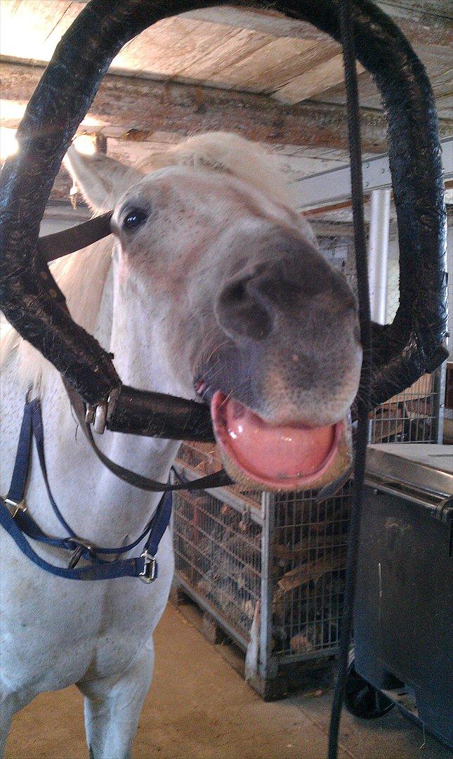 Anden særlig race Volly - Man kan vel ikke altid være smækker lækker  billede 4