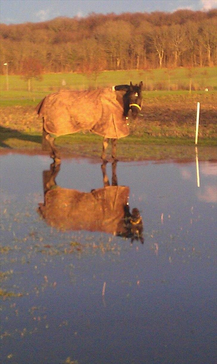 Oldenborg Okholms Gaia - bade dyr :P billede 2