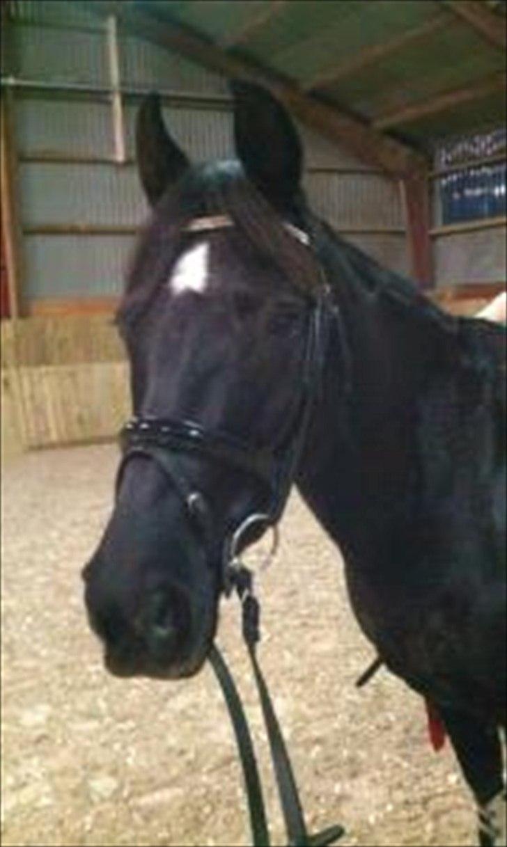 Oldenborg Okholms Gaia billede 4