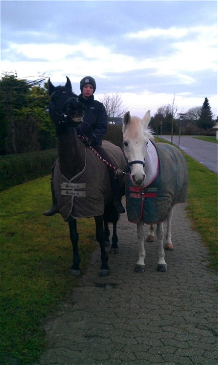 Oldenborg Okholms Gaia billede 5