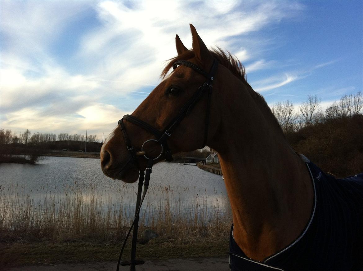 Dansk Varmblod Canton "R.I.P" billede 11