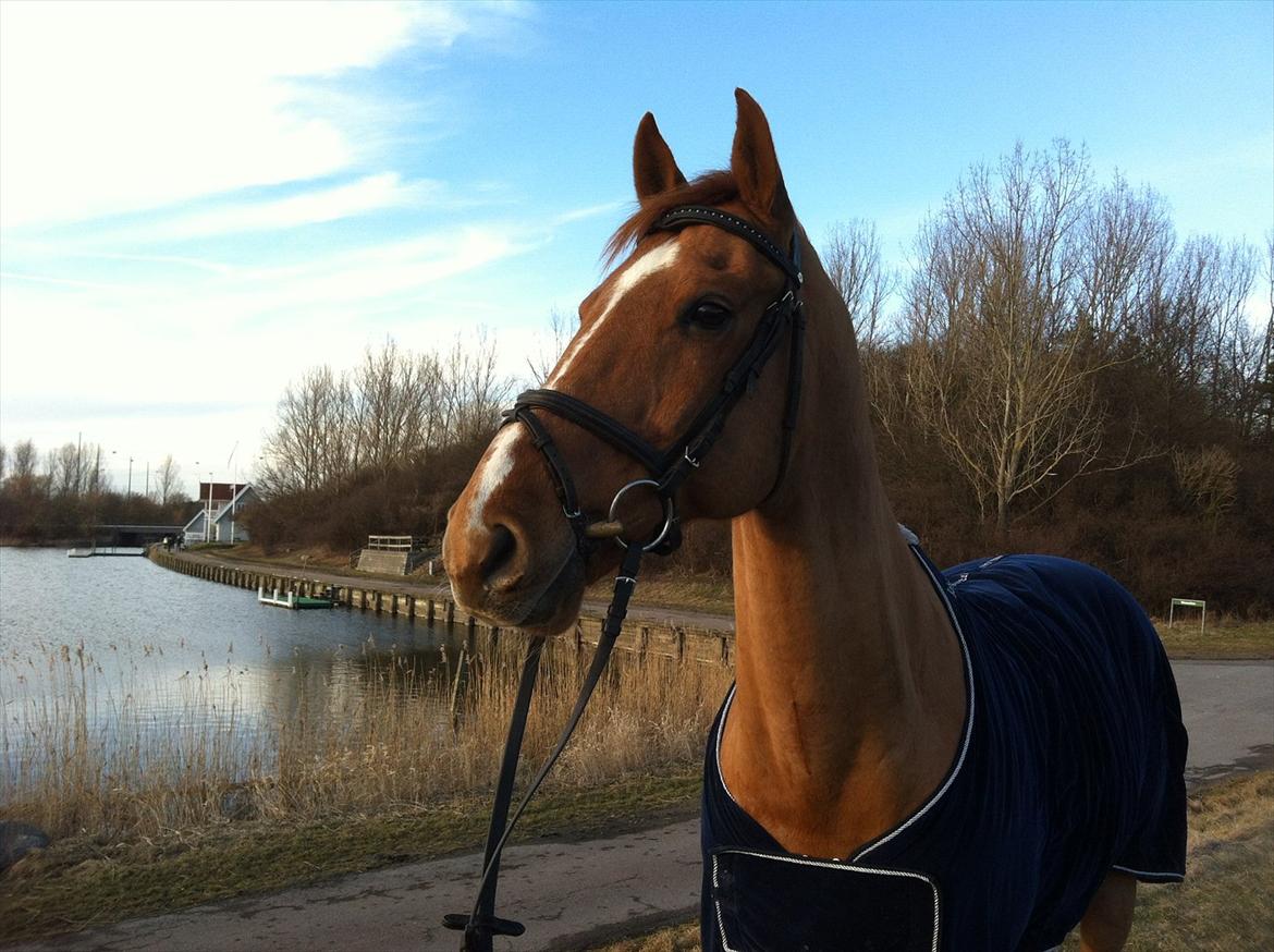 Dansk Varmblod Canton "R.I.P" billede 12