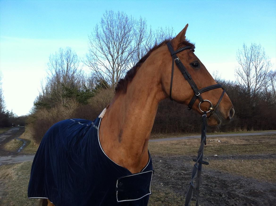 Dansk Varmblod Canton "R.I.P" billede 13