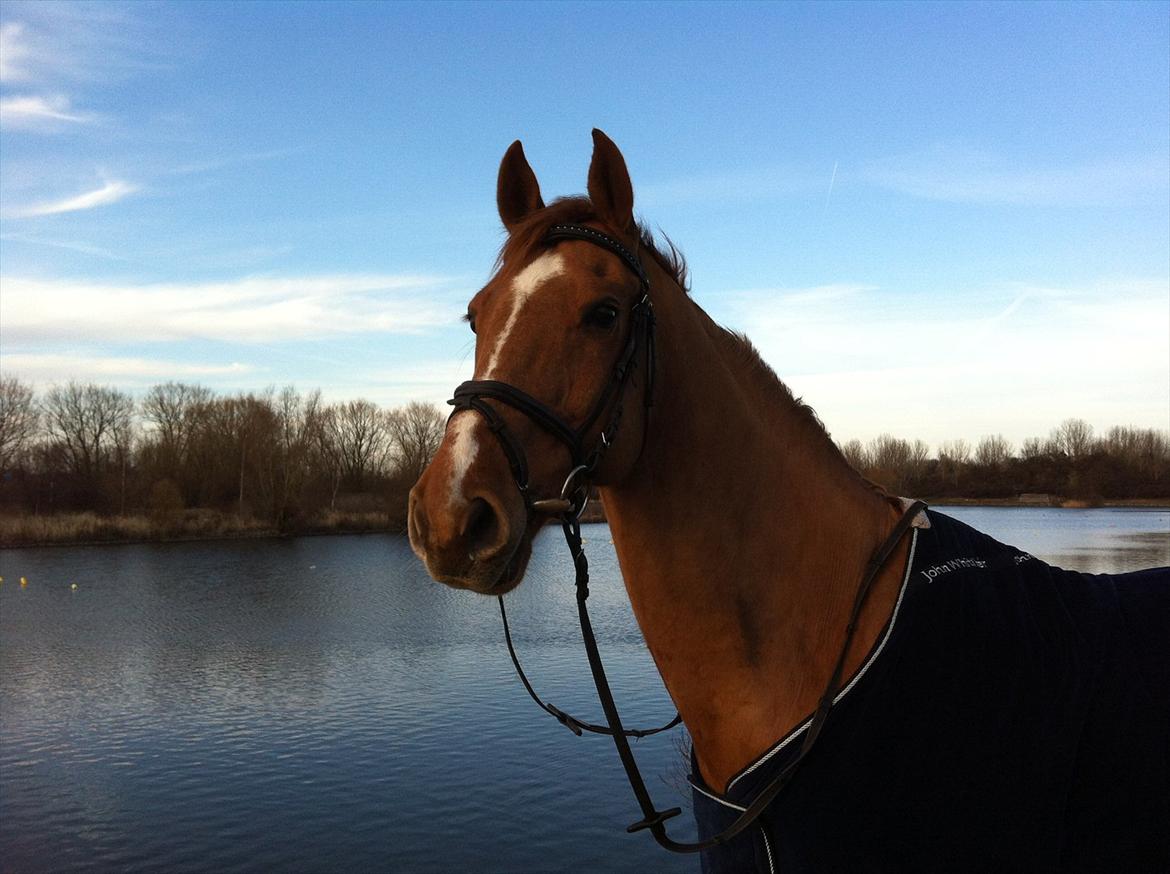 Dansk Varmblod Canton "R.I.P" billede 14