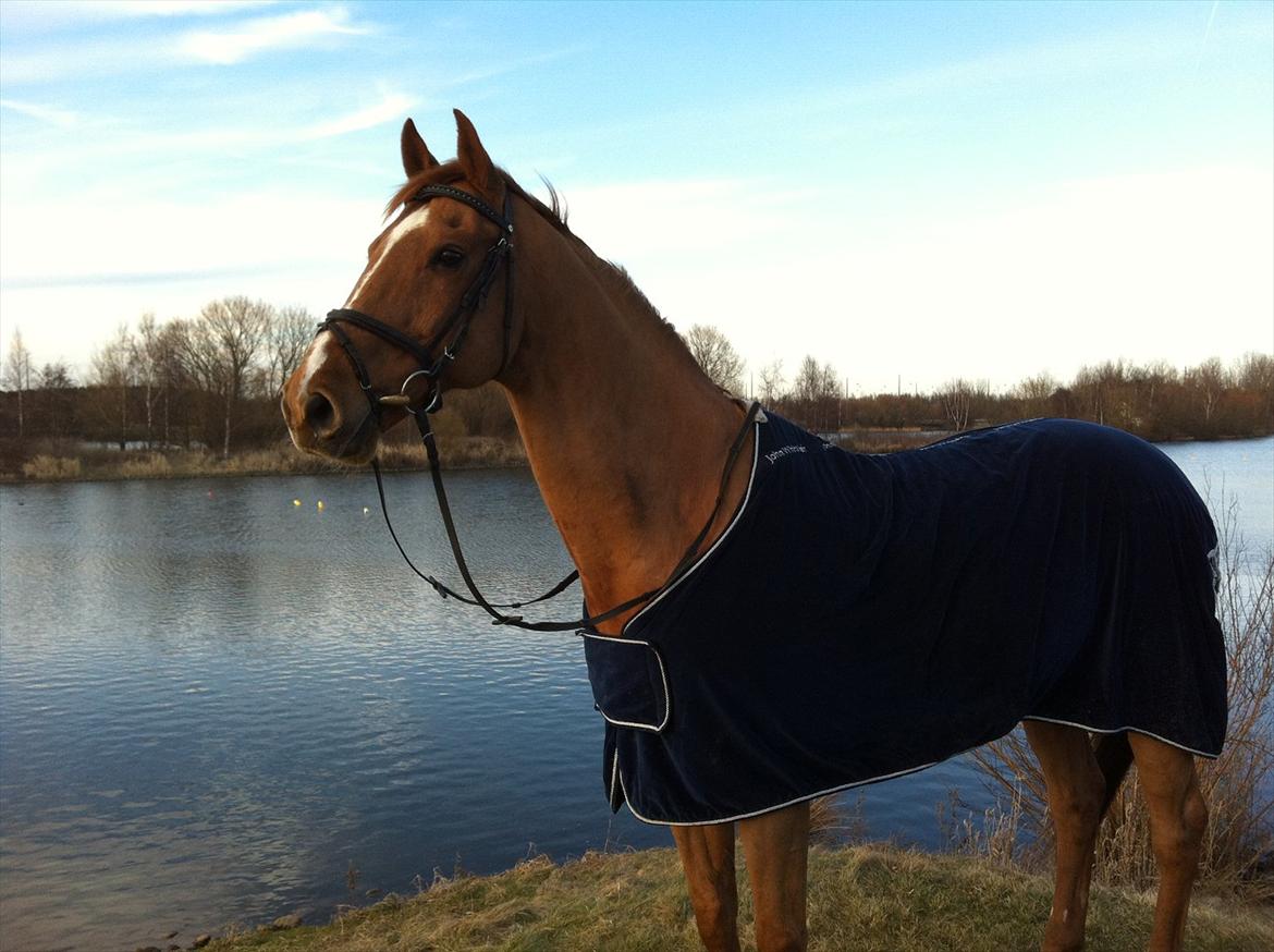 Dansk Varmblod Canton "R.I.P" billede 15