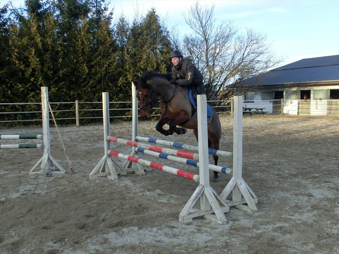 Anden særlig race OZZY billede 7