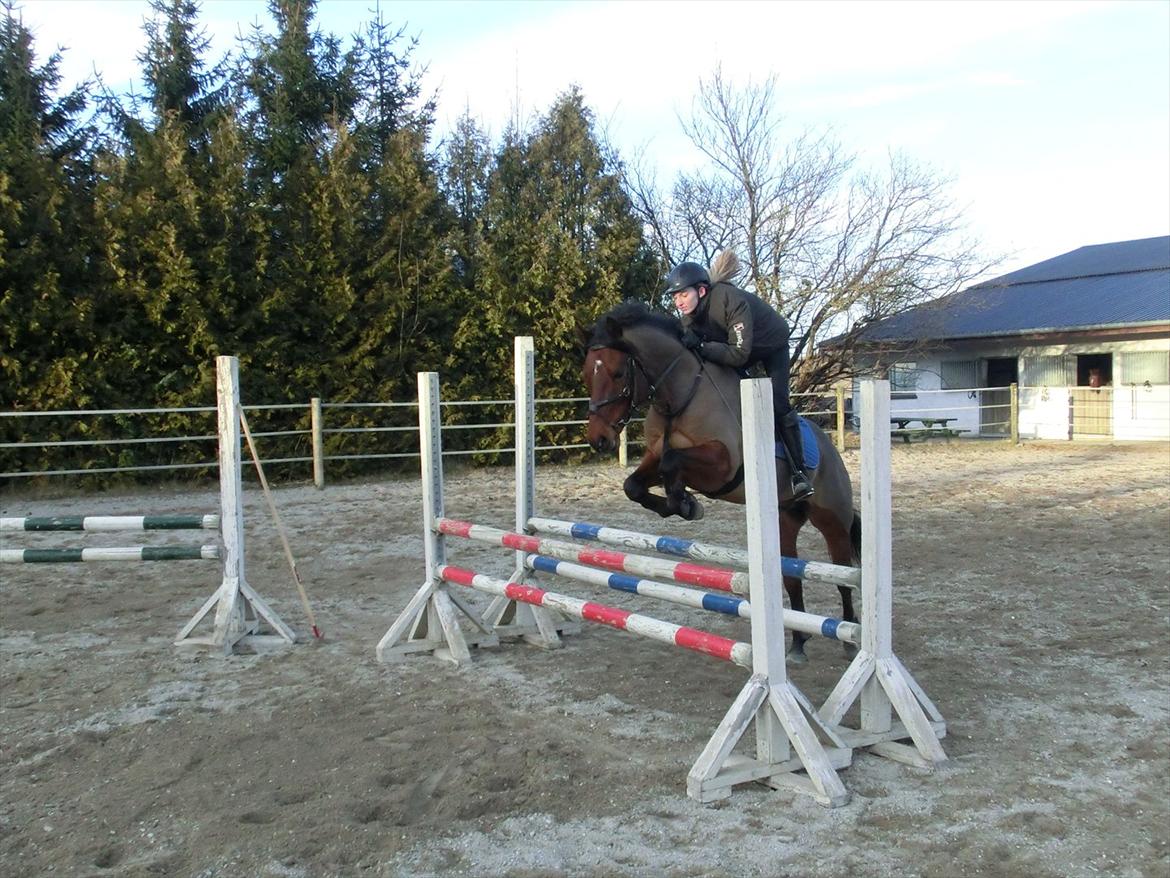 Anden særlig race OZZY billede 8