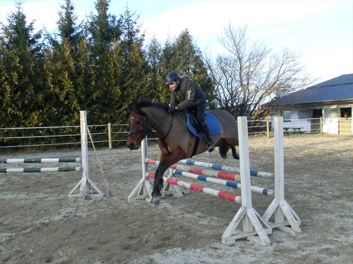 Anden særlig race OZZY billede 9