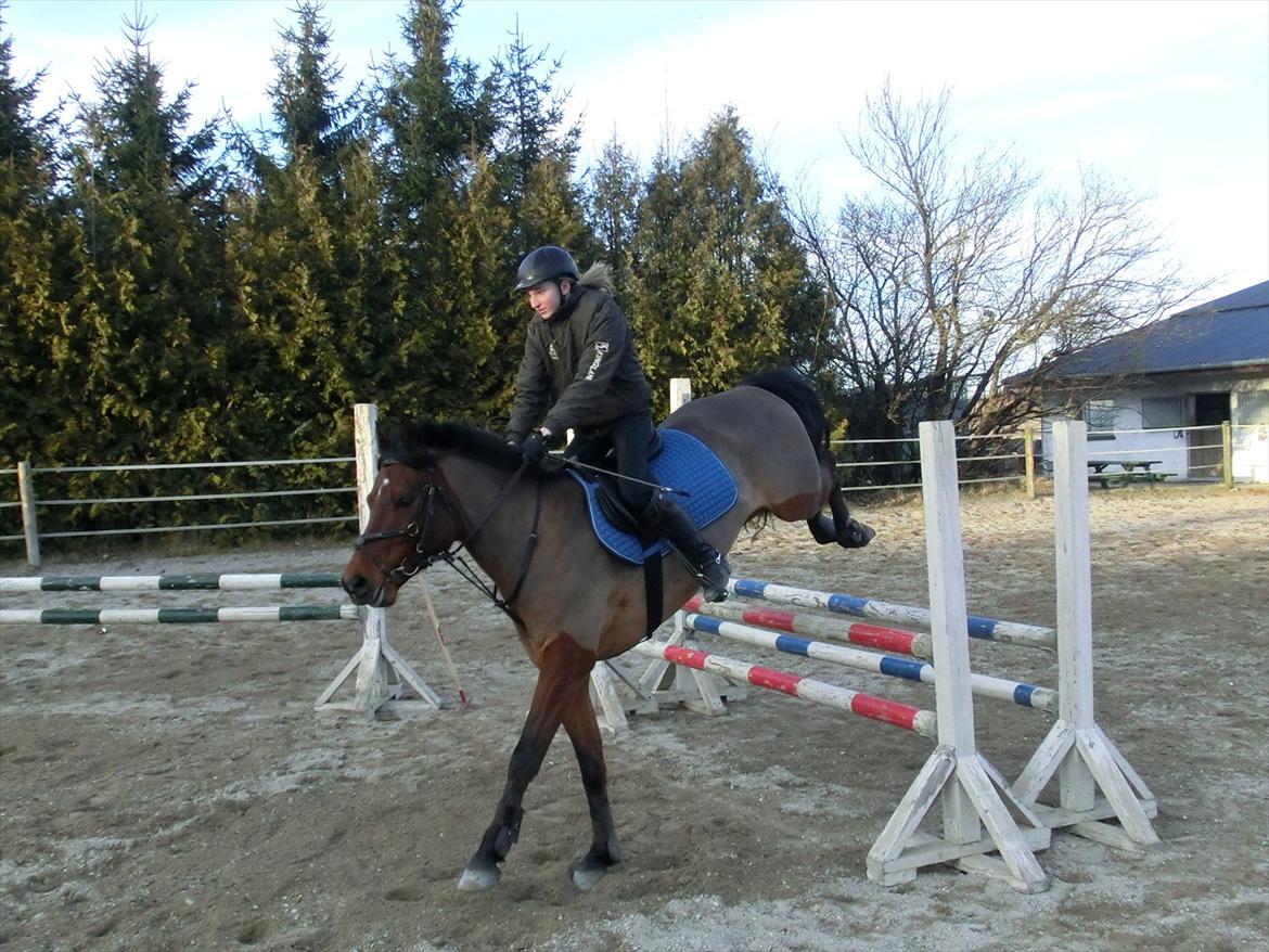 Anden særlig race OZZY billede 10