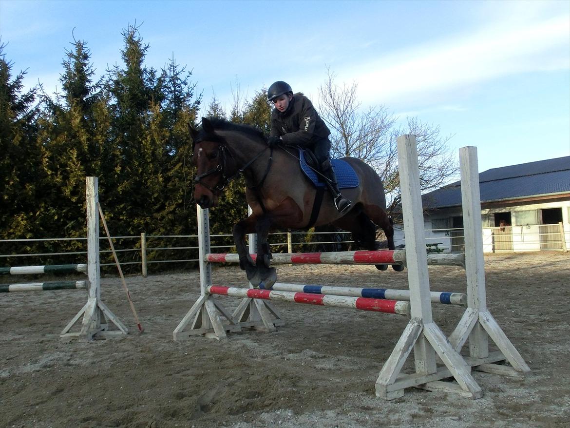 Anden særlig race OZZY billede 11