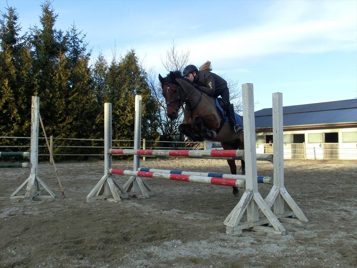 Anden særlig race OZZY billede 12