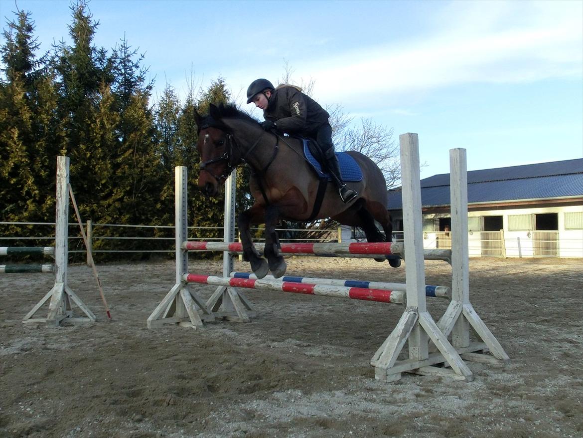 Anden særlig race OZZY billede 13